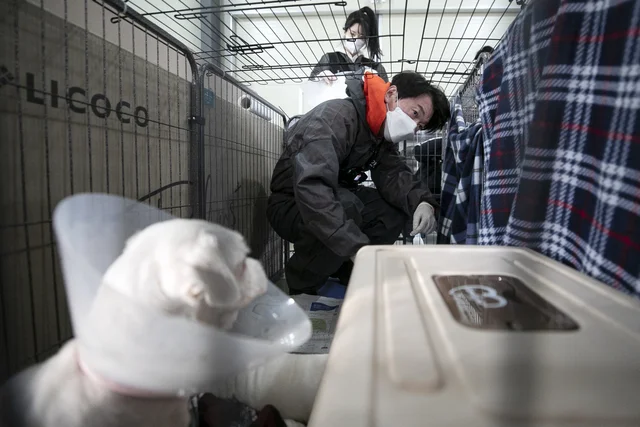 안철수 “개농장 업종전환 지원…동물 대한 사회적 책.. 보도 사진