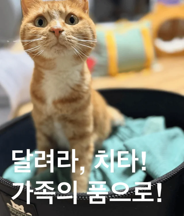 달려라, 치타! 가족의 품으로 ! 현장 사진