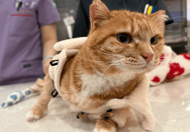 달려라, 치타! 가족의 품으로 ! 현장 사진
