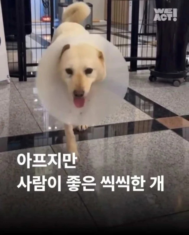 아프지만 사람이 좋은 씩씩한 개 현장 사진
