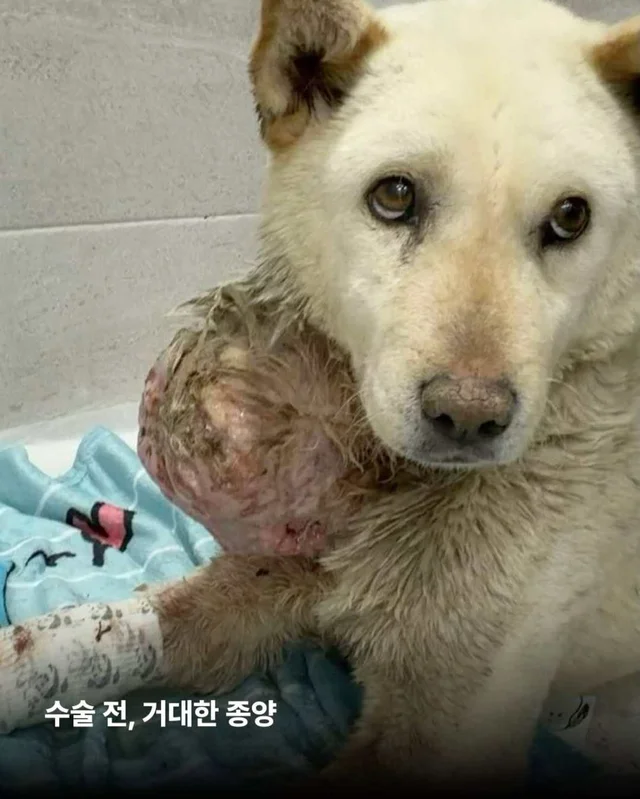 아프지만 사람이 좋은 씩씩한 개 현장 사진