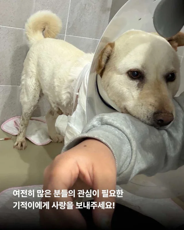 아프지만 사람이 좋은 씩씩한 개 현장 사진