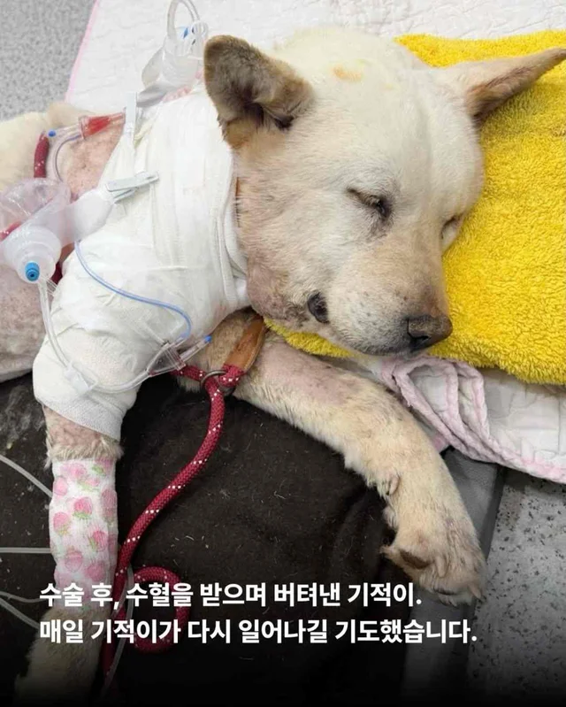 아프지만 사람이 좋은 씩씩한 개 현장 사진