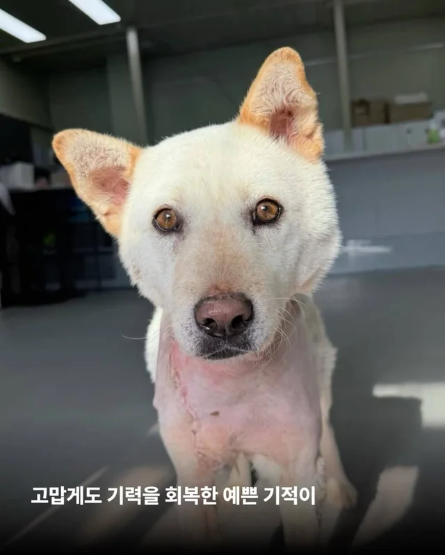 아프지만 사람이 좋은 씩씩한 개 현장 사진