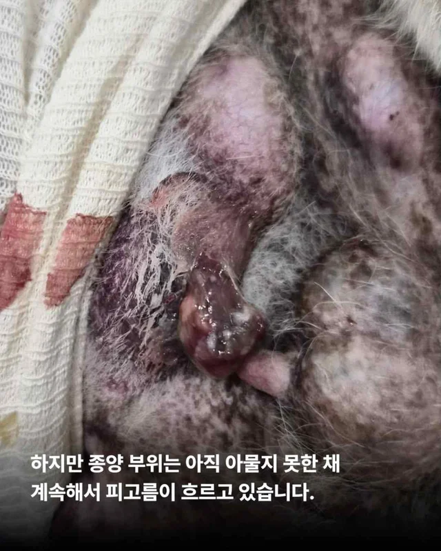 아프지만 사람이 좋은 씩씩한 개 현장 사진