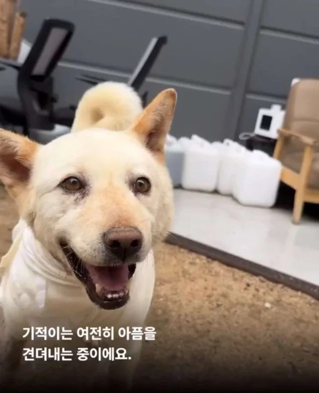 아프지만 사람이 좋은 씩씩한 개 현장 사진