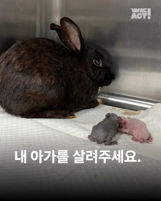 내 아가를 살려주세요 현장 사진