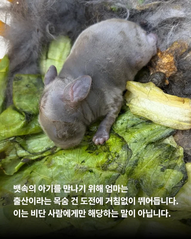 내 아가를 살려주세요 현장 사진