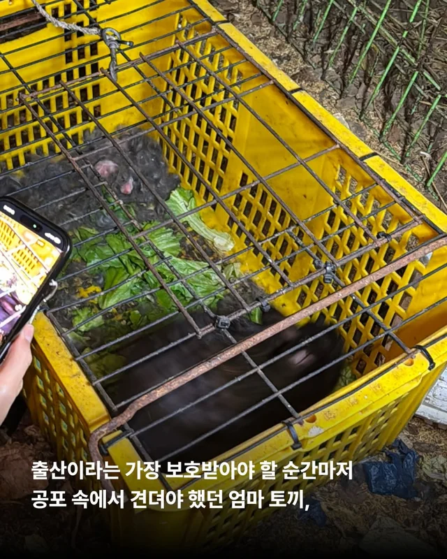내 아가를 살려주세요 현장 사진