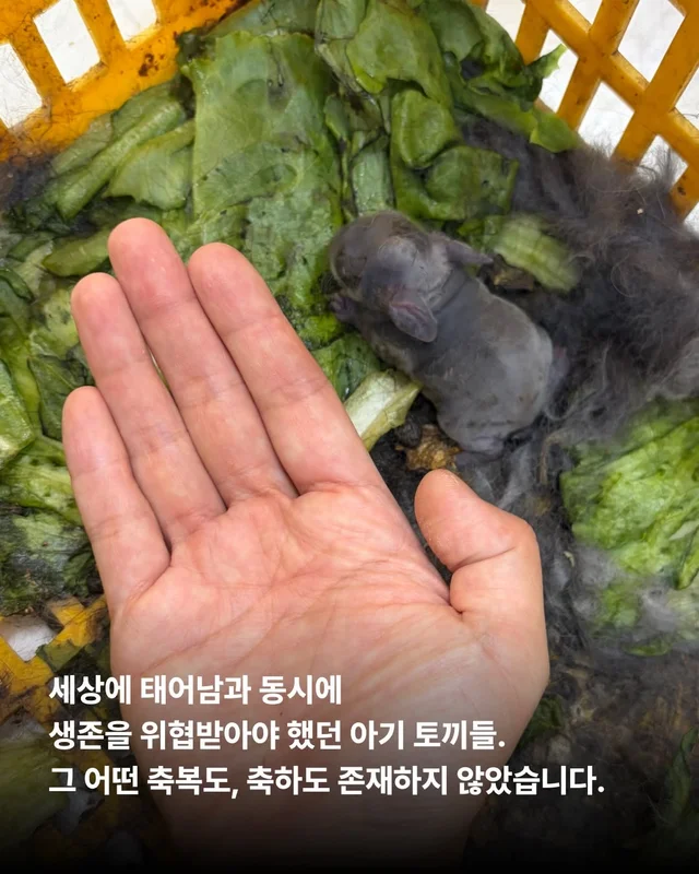 내 아가를 살려주세요 현장 사진