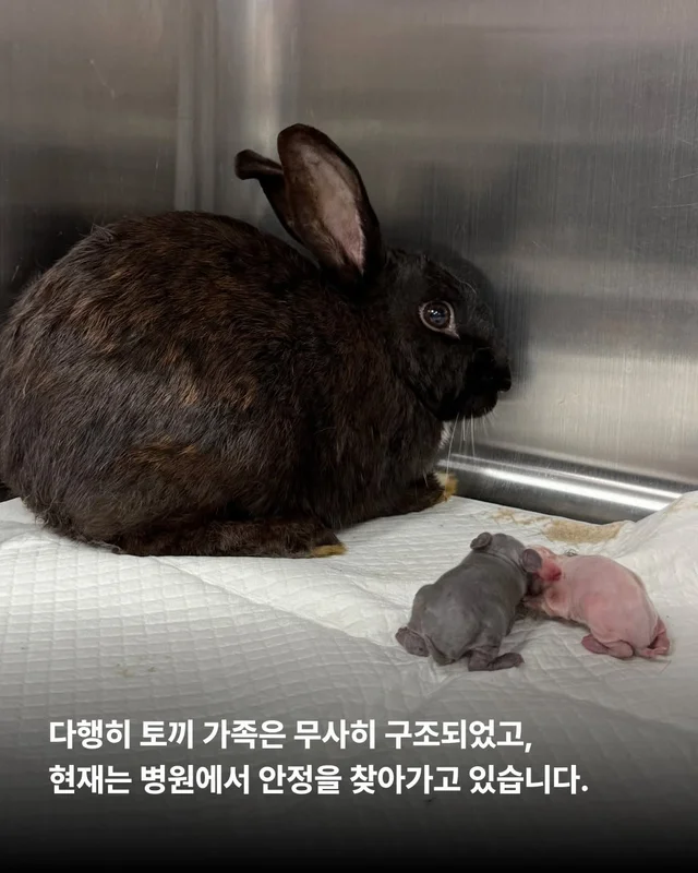 내 아가를 살려주세요 현장 사진