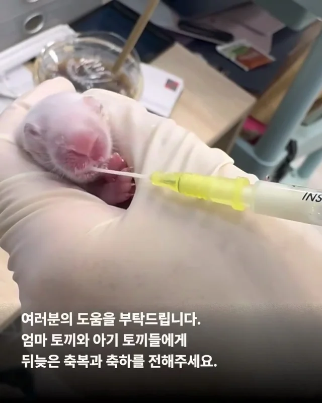 내 아가를 살려주세요 현장 사진