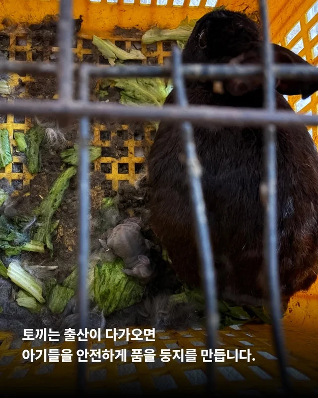 내 아가를 살려주세요 현장 사진