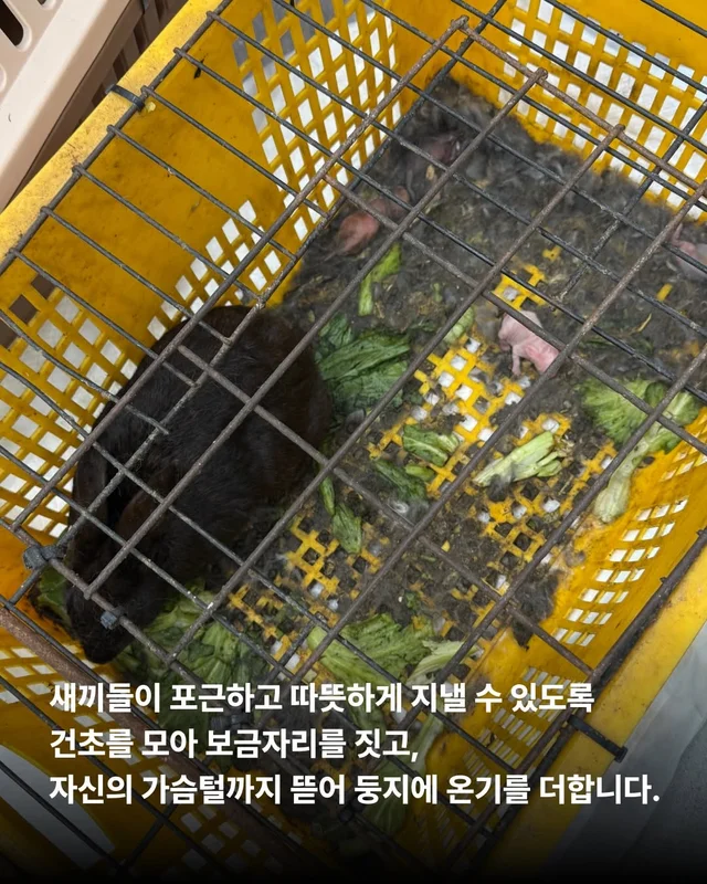 내 아가를 살려주세요 현장 사진