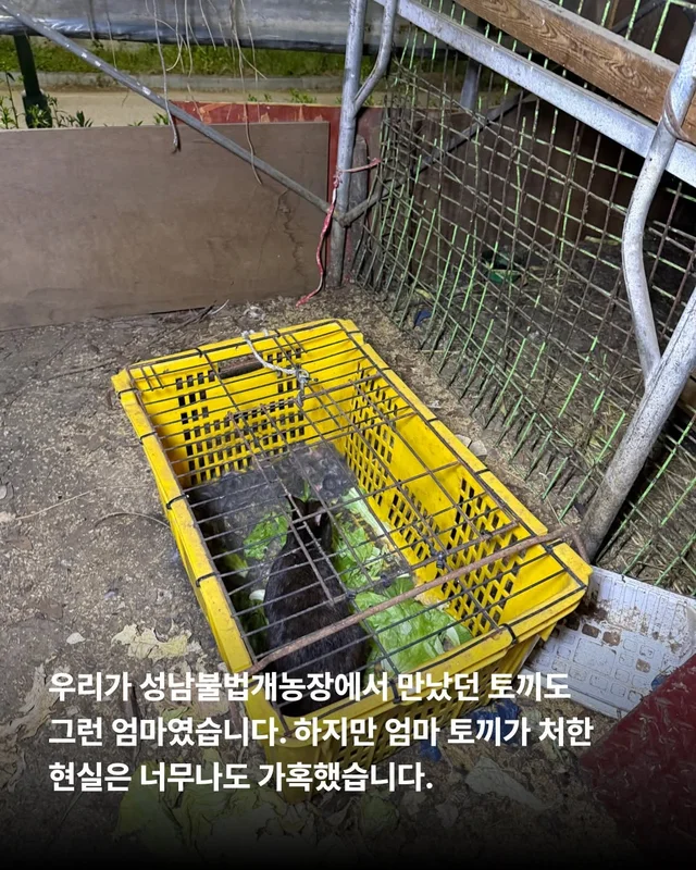 내 아가를 살려주세요 현장 사진