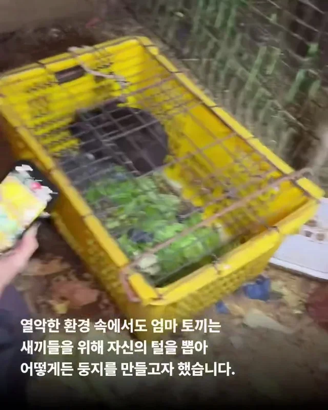내 아가를 살려주세요 현장 사진