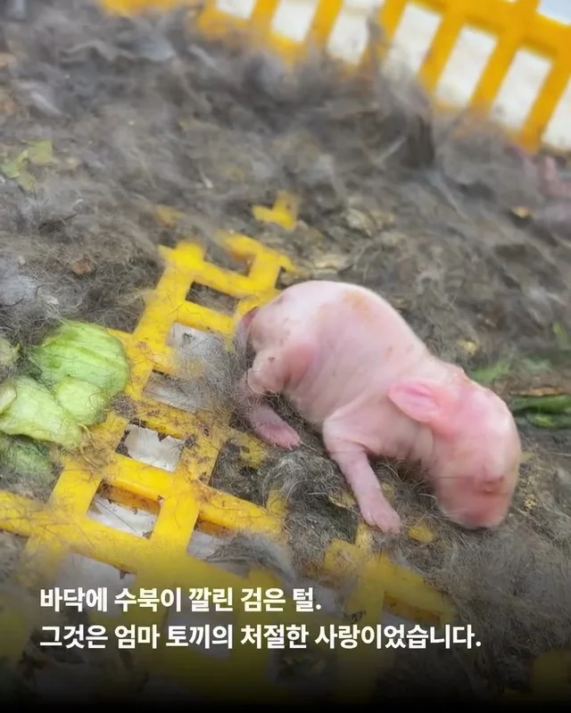 내 아가를 살려주세요 현장 사진