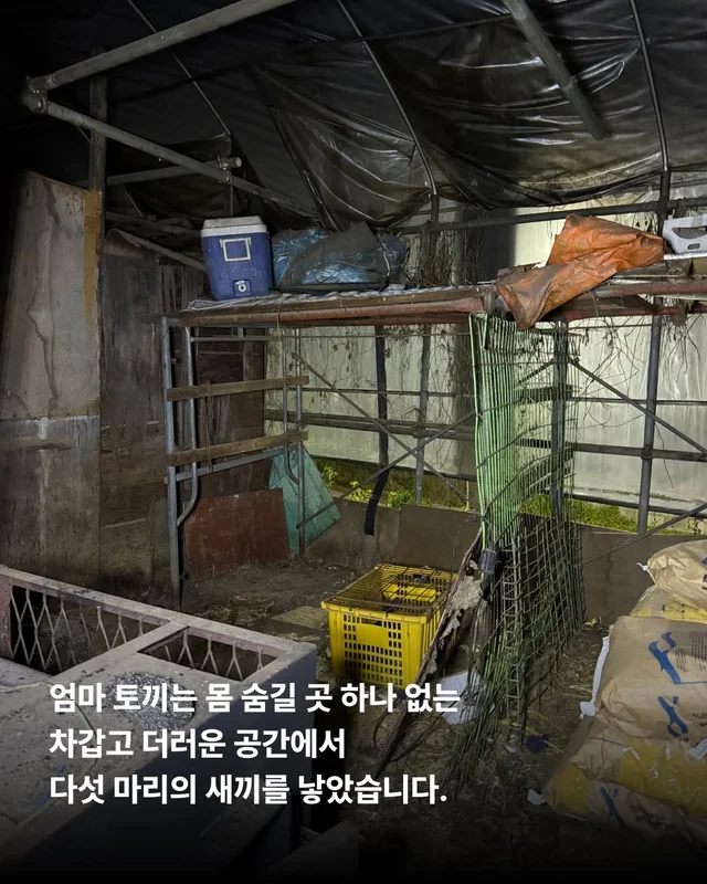 내 아가를 살려주세요 현장 사진