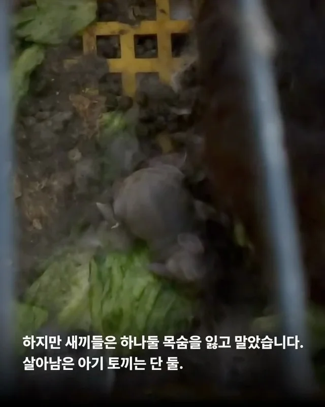 내 아가를 살려주세요 현장 사진