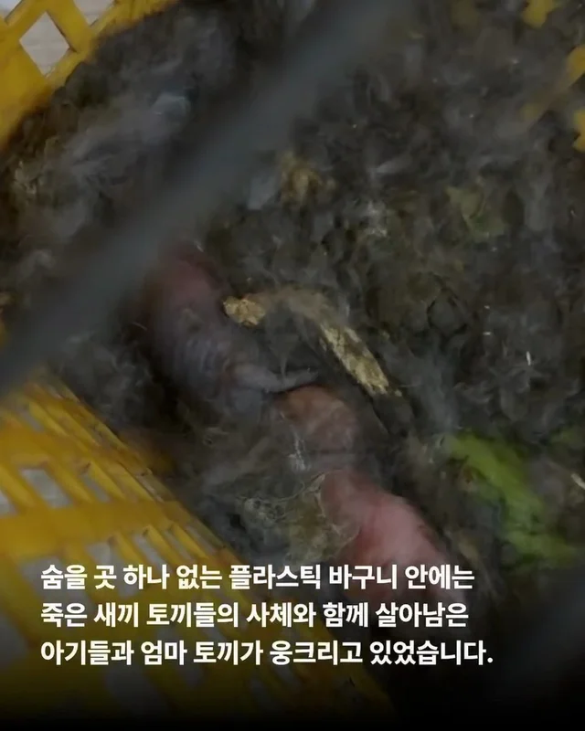 내 아가를 살려주세요 현장 사진