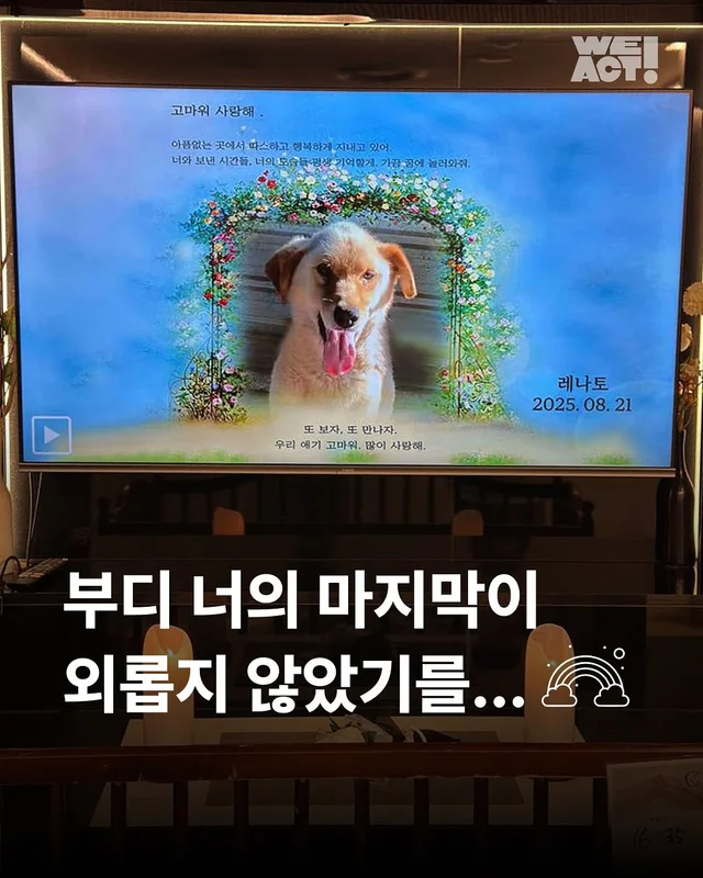 부디 네 마지막이 외롭지 않았기를..-위액트 레나토 현장 사진