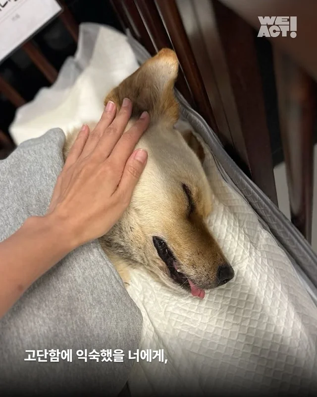 부디 네 마지막이 외롭지 않았기를..-위액트 레나토 현장 사진