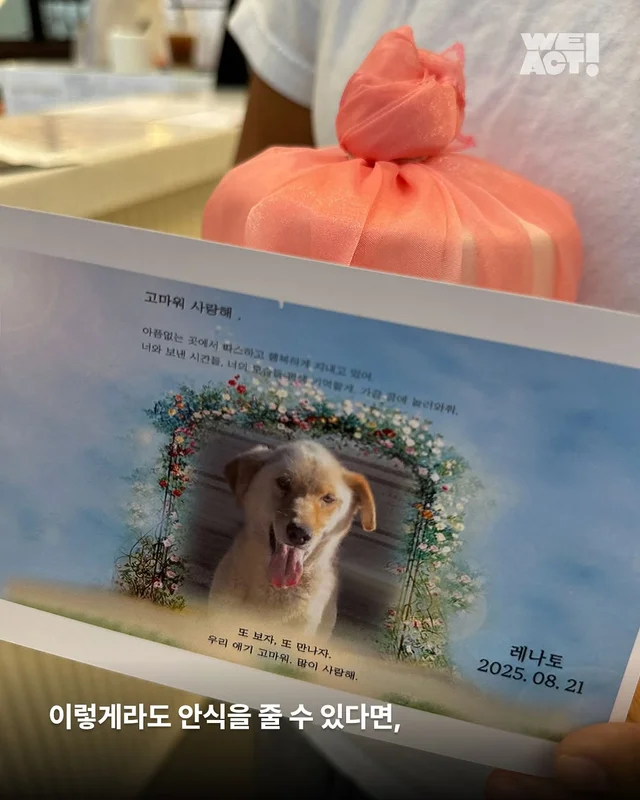 부디 네 마지막이 외롭지 않았기를..-위액트 레나토 현장 사진