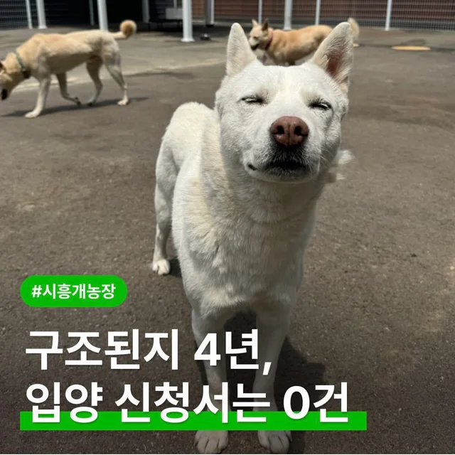 구조된지 4년, 입양 신청서는 0건 현장 사진