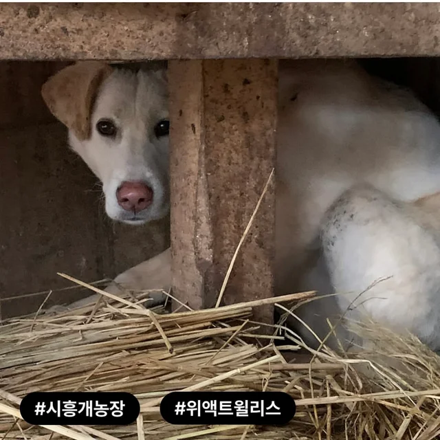 구조된지 4년, 입양 신청서는 0건 현장 사진