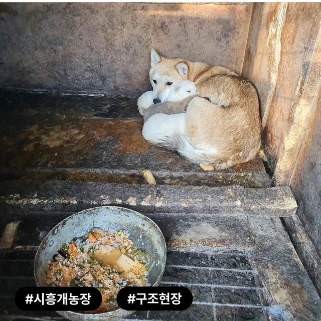 구조된지 4년, 입양 신청서는 0건 현장 사진