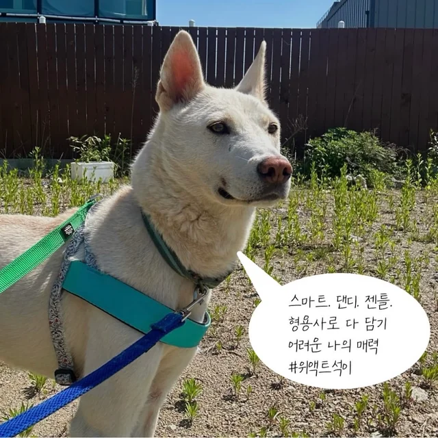 구조된지 4년, 입양 신청서는 0건 현장 사진