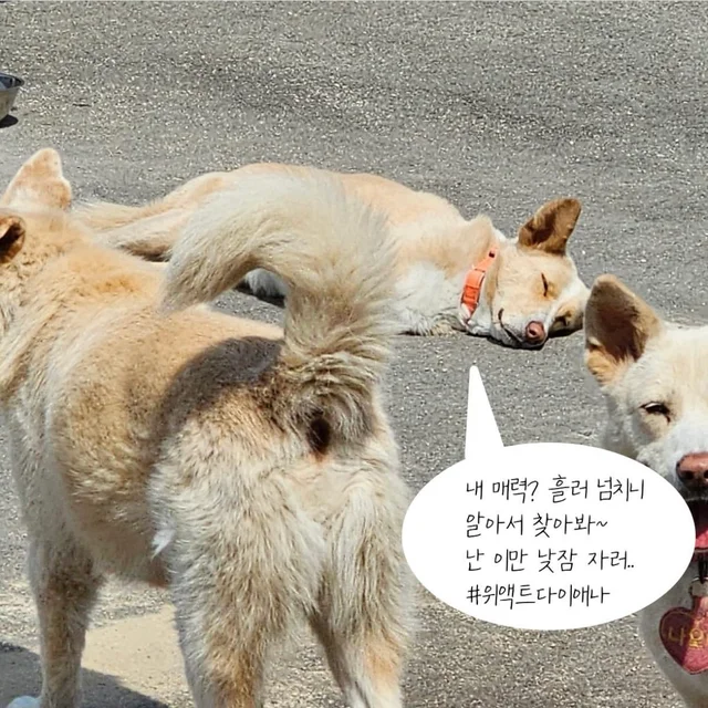 구조된지 4년, 입양 신청서는 0건 현장 사진