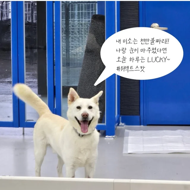 구조된지 4년, 입양 신청서는 0건 현장 사진