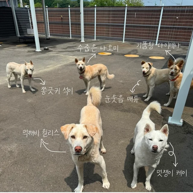 구조된지 4년, 입양 신청서는 0건 현장 사진