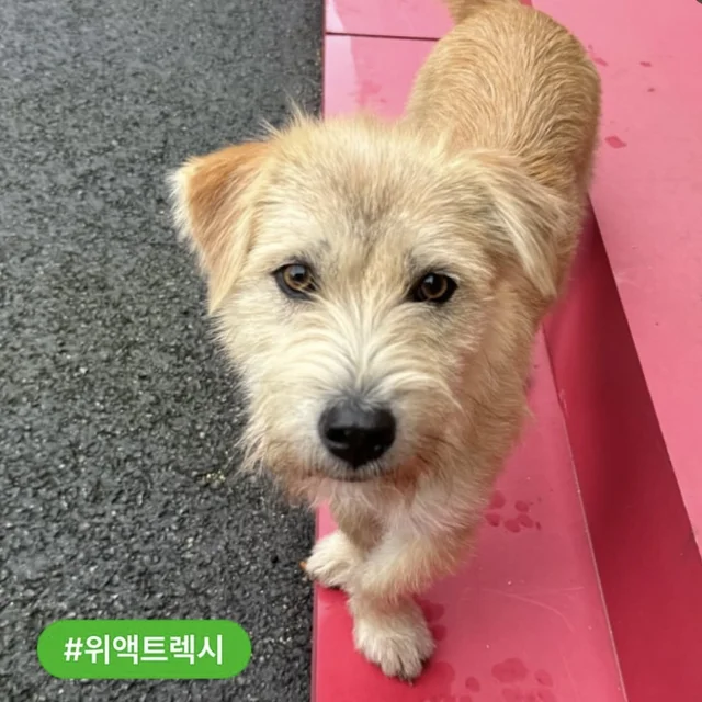 고통스러운 수술을 이겨내는 기특한 나띠 현장 사진
