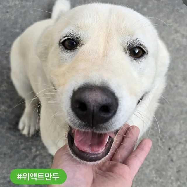 고통스러운 수술을 이겨내는 기특한 나띠 현장 사진