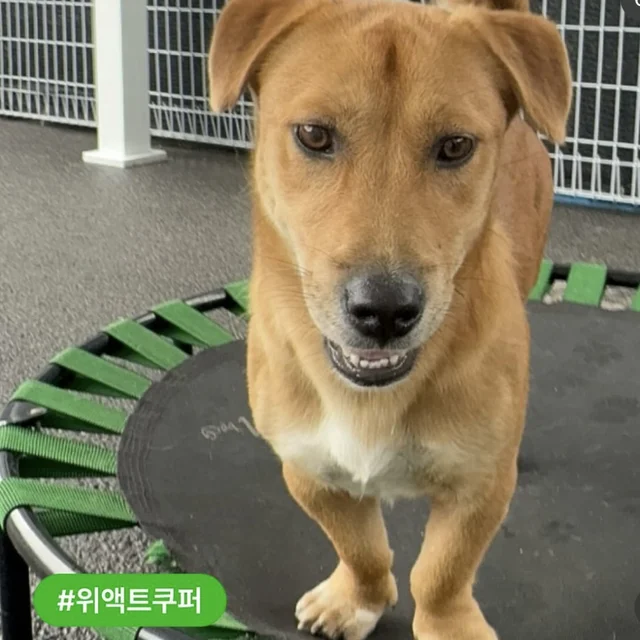 고통스러운 수술을 이겨내는 기특한 나띠 현장 사진