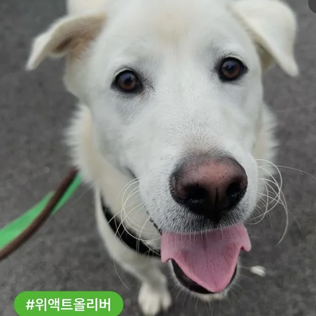 고통스러운 수술을 이겨내는 기특한 나띠 현장 사진