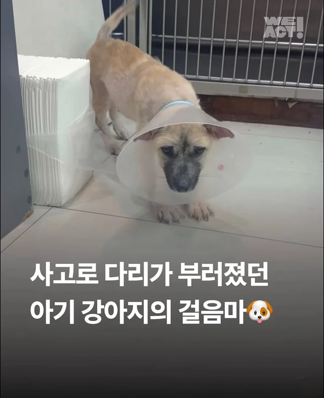 차에 치인 아기 강아지 현장 사진