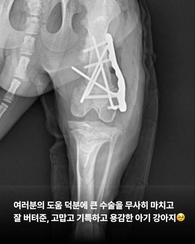 차에 치인 아기 강아지 현장 사진