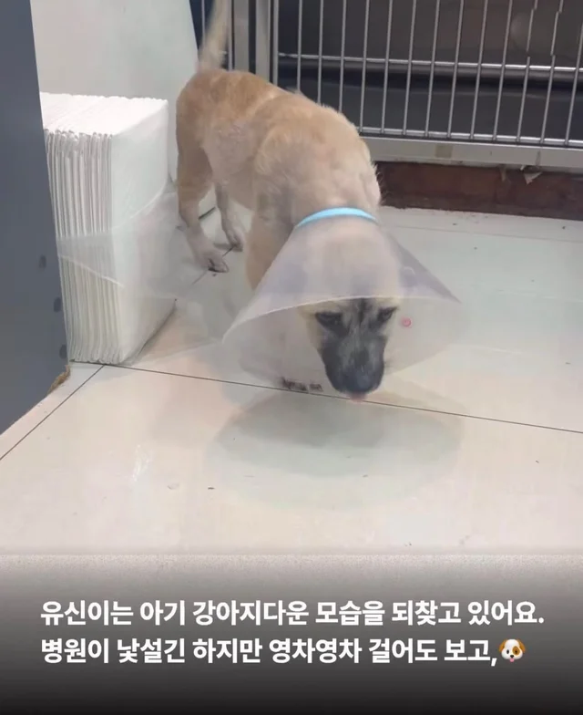 차에 치인 아기 강아지 현장 사진