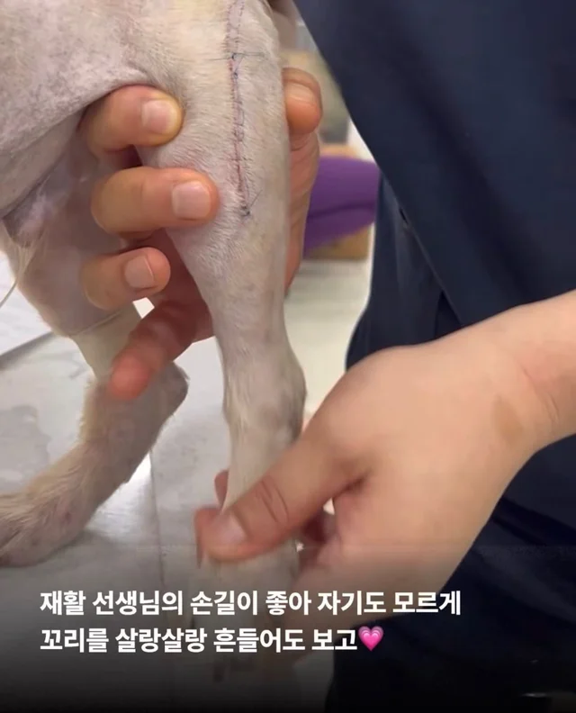 차에 치인 아기 강아지 현장 사진