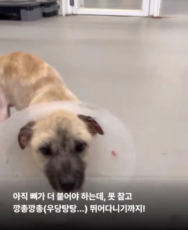 차에 치인 아기 강아지 현장 사진
