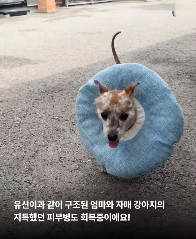 차에 치인 아기 강아지 현장 사진