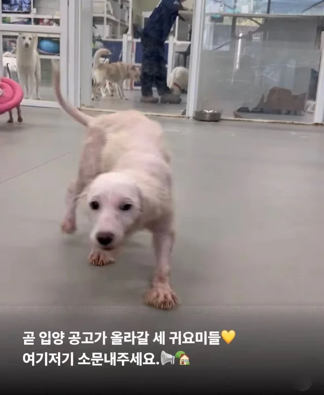 차에 치인 아기 강아지 현장 사진