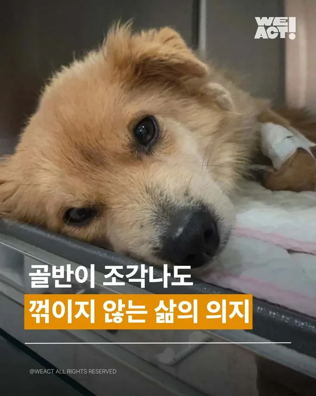 골반이 부서진 개 현장 사진
