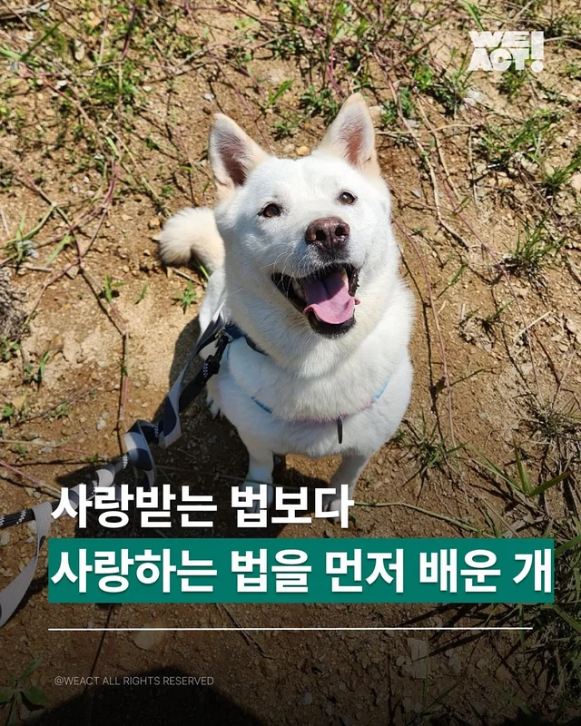 사랑받는 법보다, 사랑하는 법을 먼저 배운 개 현장 사진