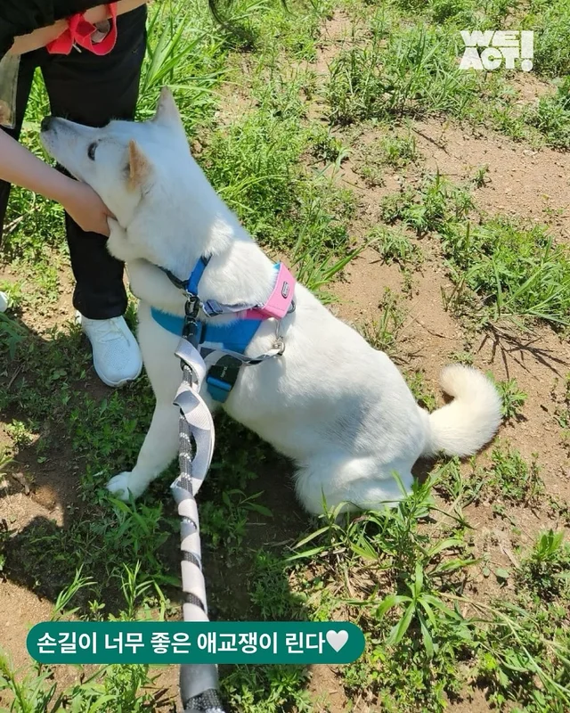 사랑받는 법보다, 사랑하는 법을 먼저 배운 개 현장 사진