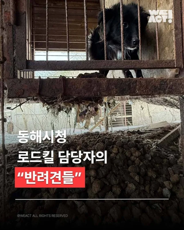 동해 유기견 개농장 현장 사진