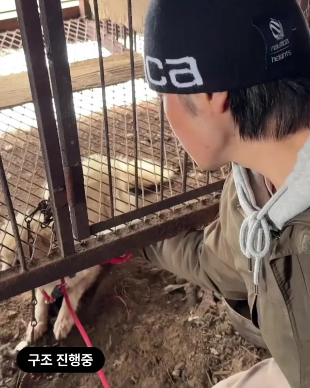 동해 유기견 개농장 현장 사진